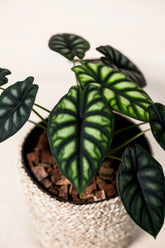 Alocasia baginda "Dragon Scale"
